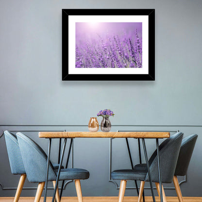 Sunlit Lavender Field Wall Art