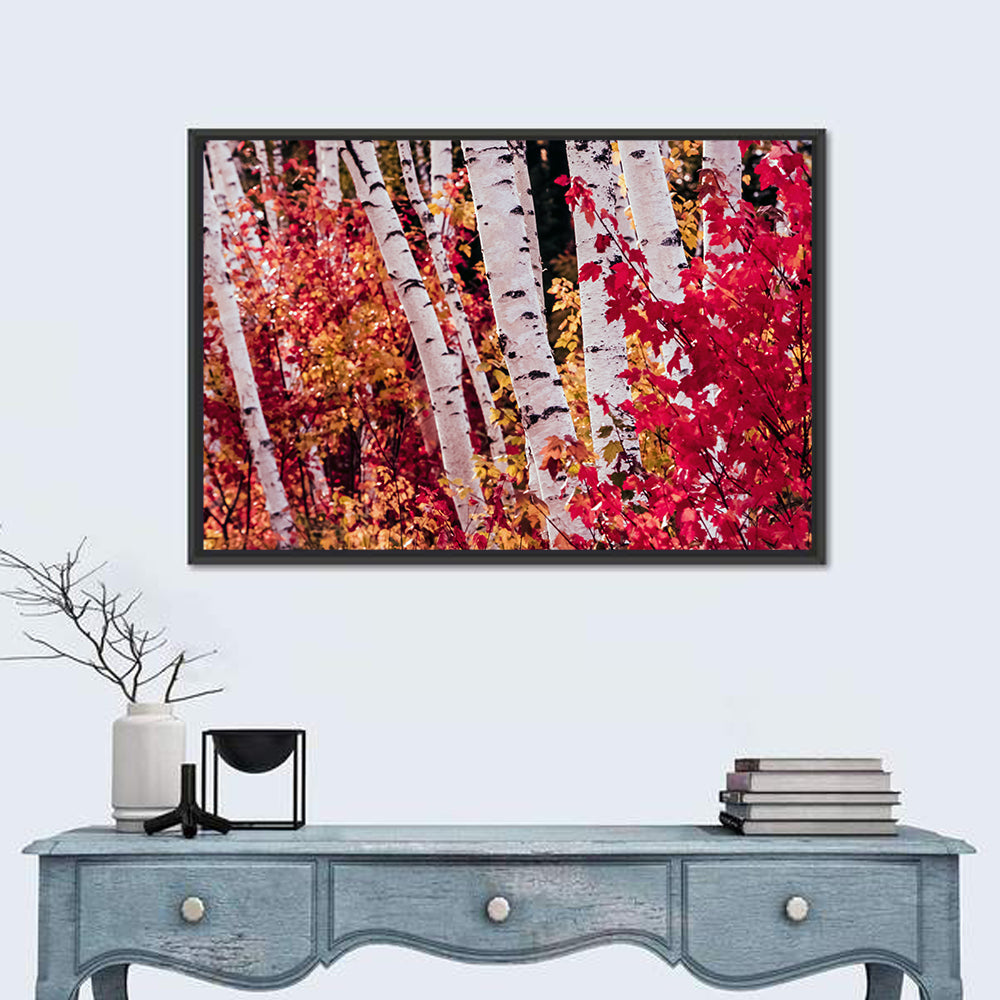 Autumn Birches with Crimson Maples Wall Art