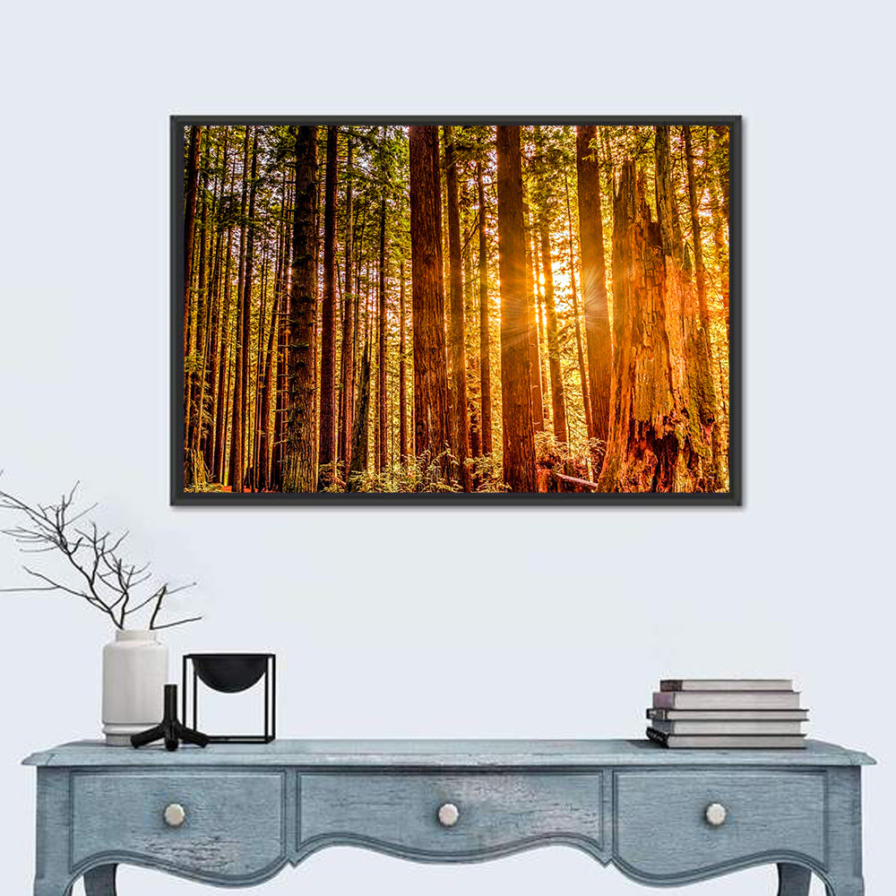 Golden Hour Redwood Sunburst Wall Art in a room, landscape