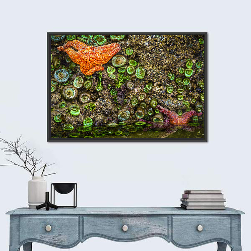 Orange Starfish Tide Pool Wall Art in a room, landscape