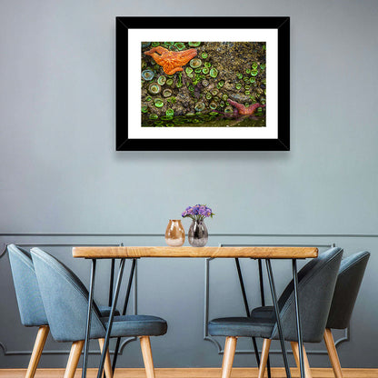 Orange Starfish Tide Pool Wall Art