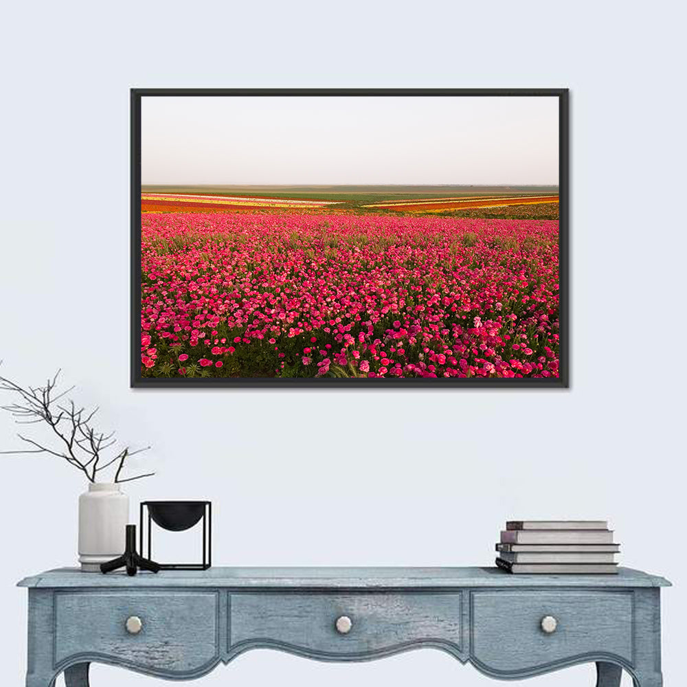 Pink Ranunculus Flower Field Wall Art in a room, landscape