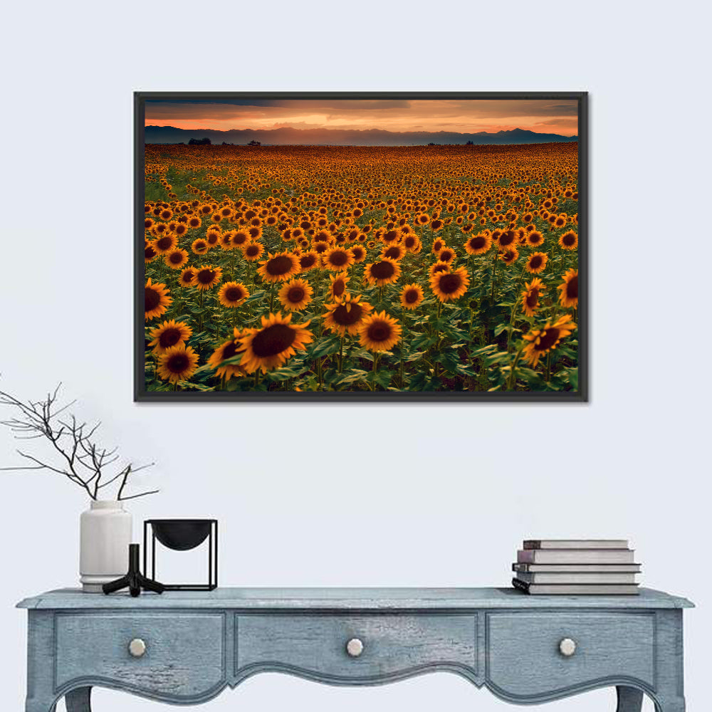 Colorado Sunflower Field at Sunset Wall Art in a room, landscape