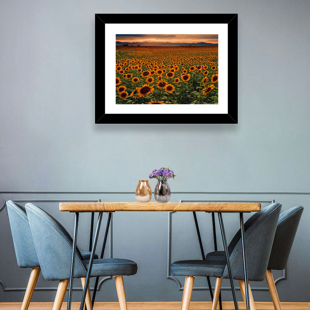 Colorado Sunflower Field at Sunset Wall Art