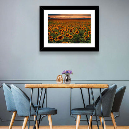 Colorado Sunflower Field at Sunset Wall Art