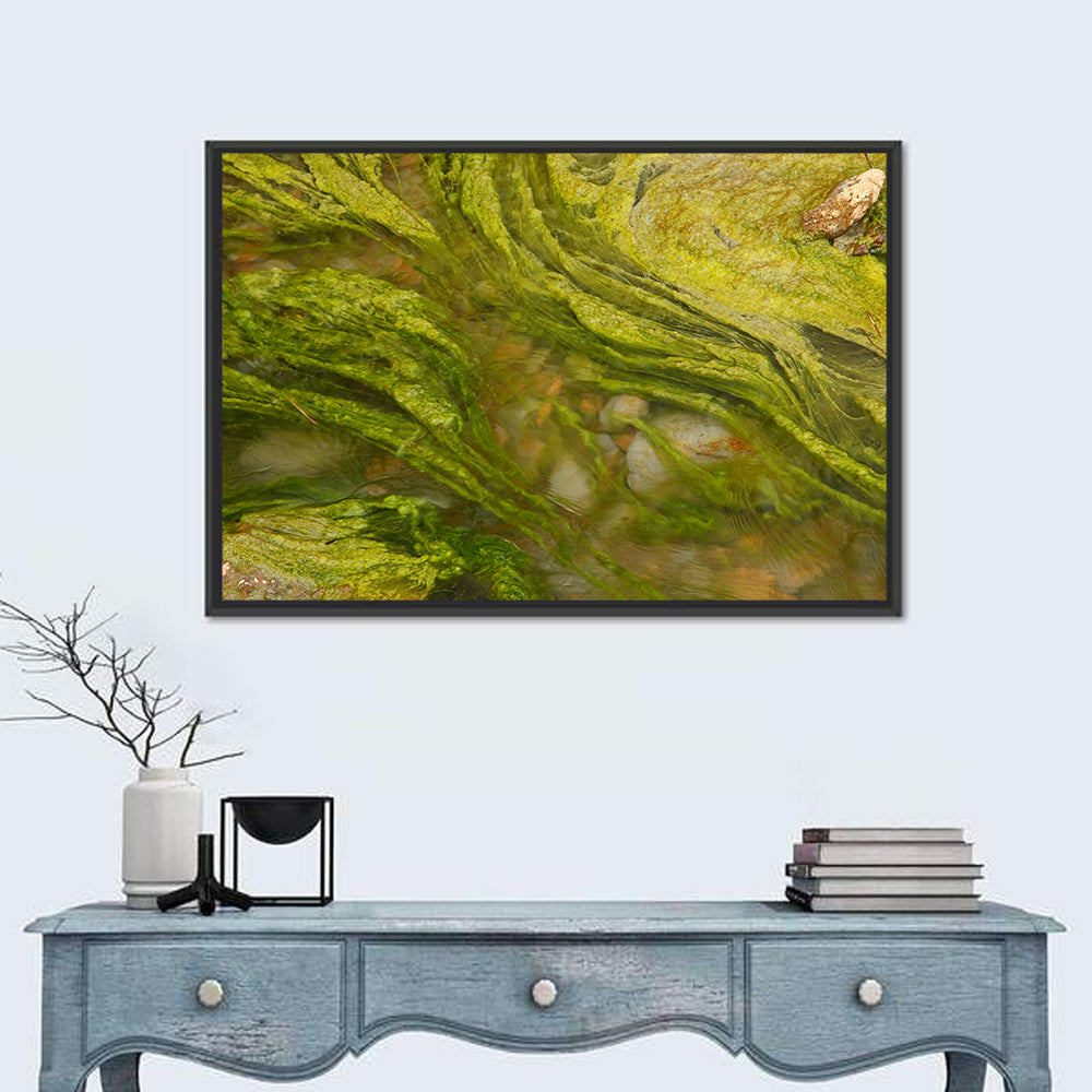 Macro Algae Stream Wall Art