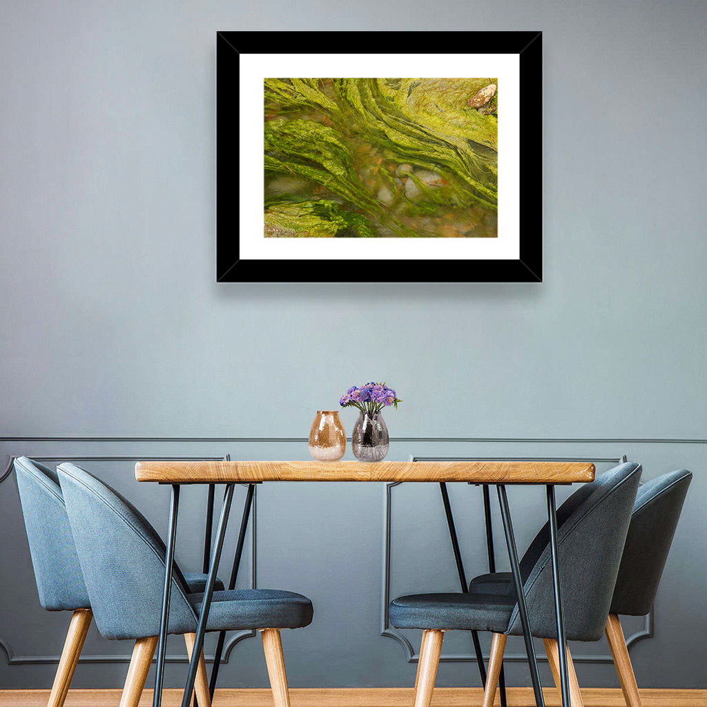 Macro Algae Stream Wall Art