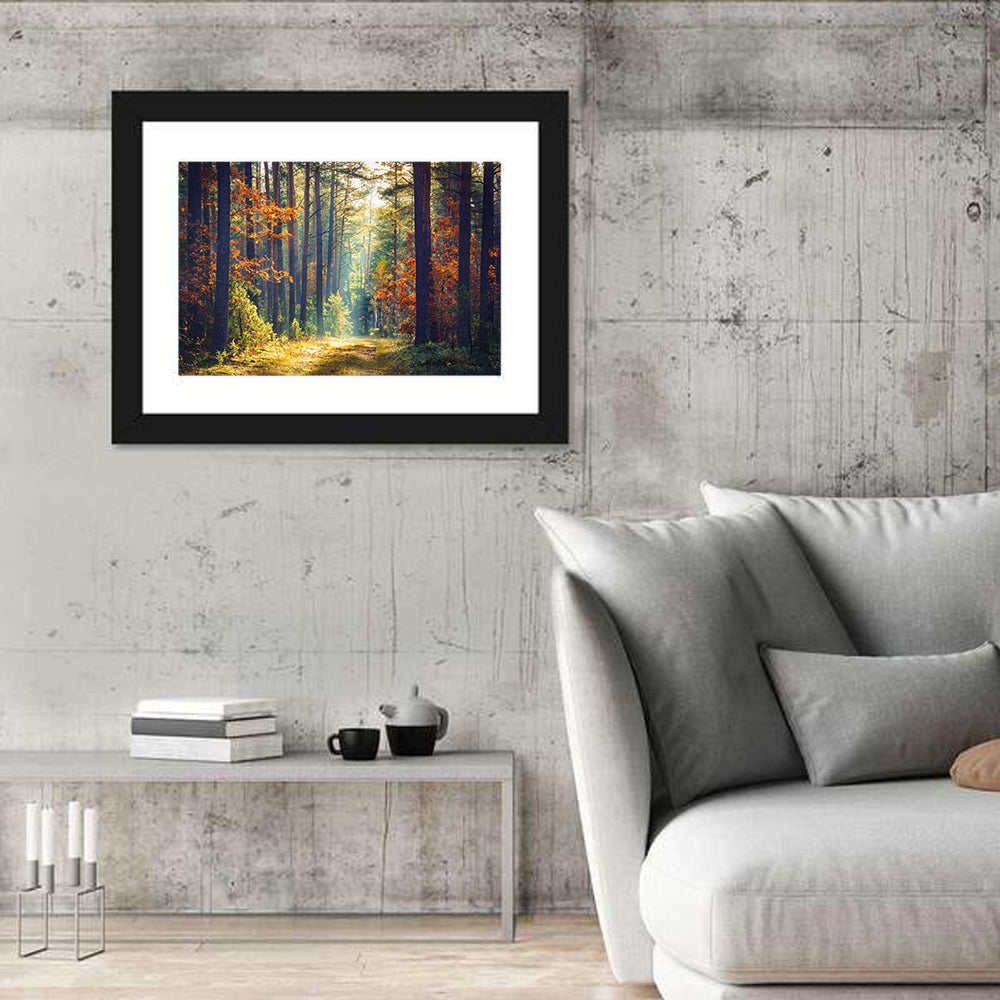 Sunlit Autumn Pine Forest Wall Art