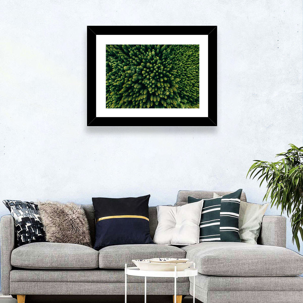 Aerial Conifer Canopy Wall Art