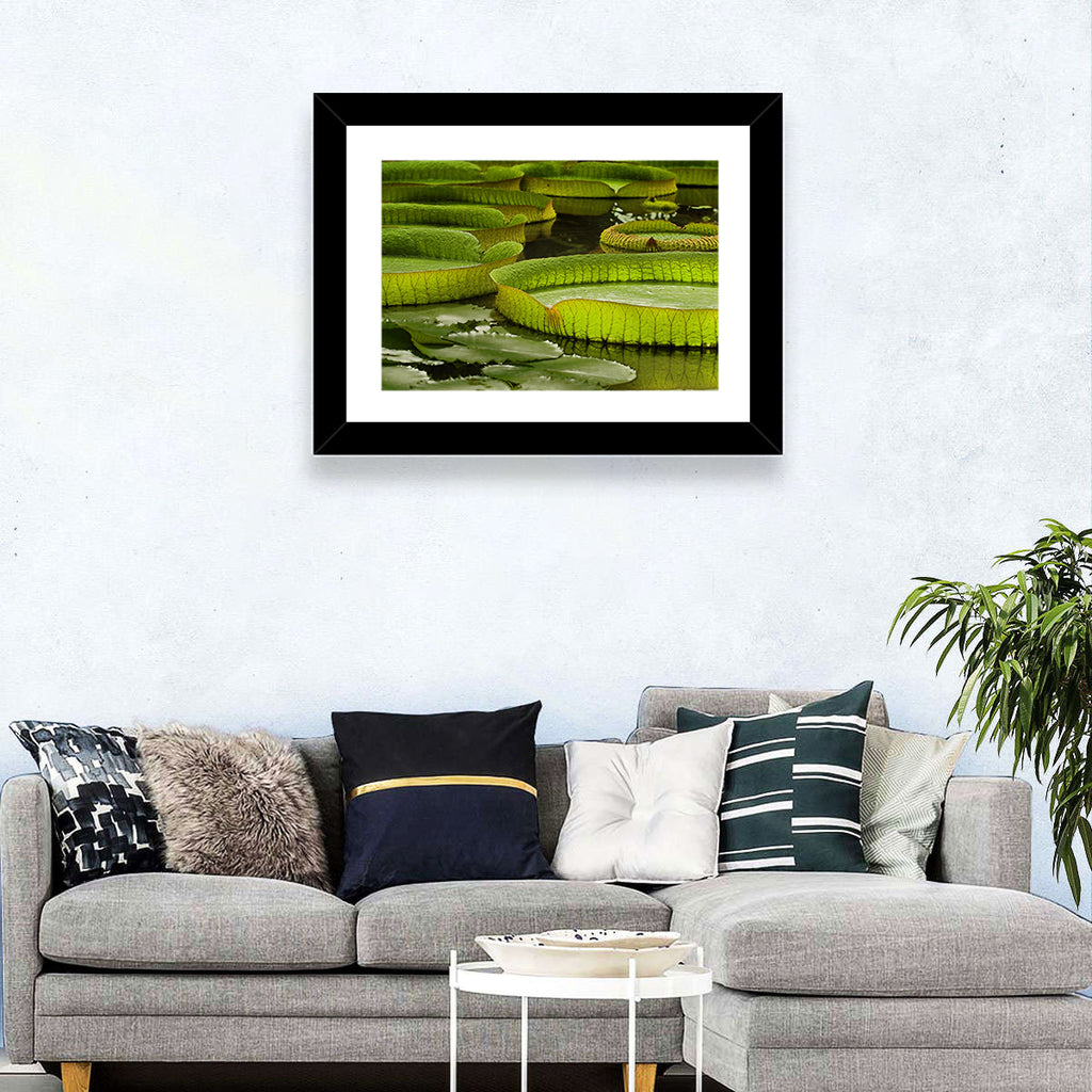 Giant Victoria Amazonica Lily Pads Wall Art