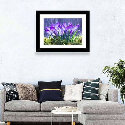 Rainy Purple Crocuses Wall Art