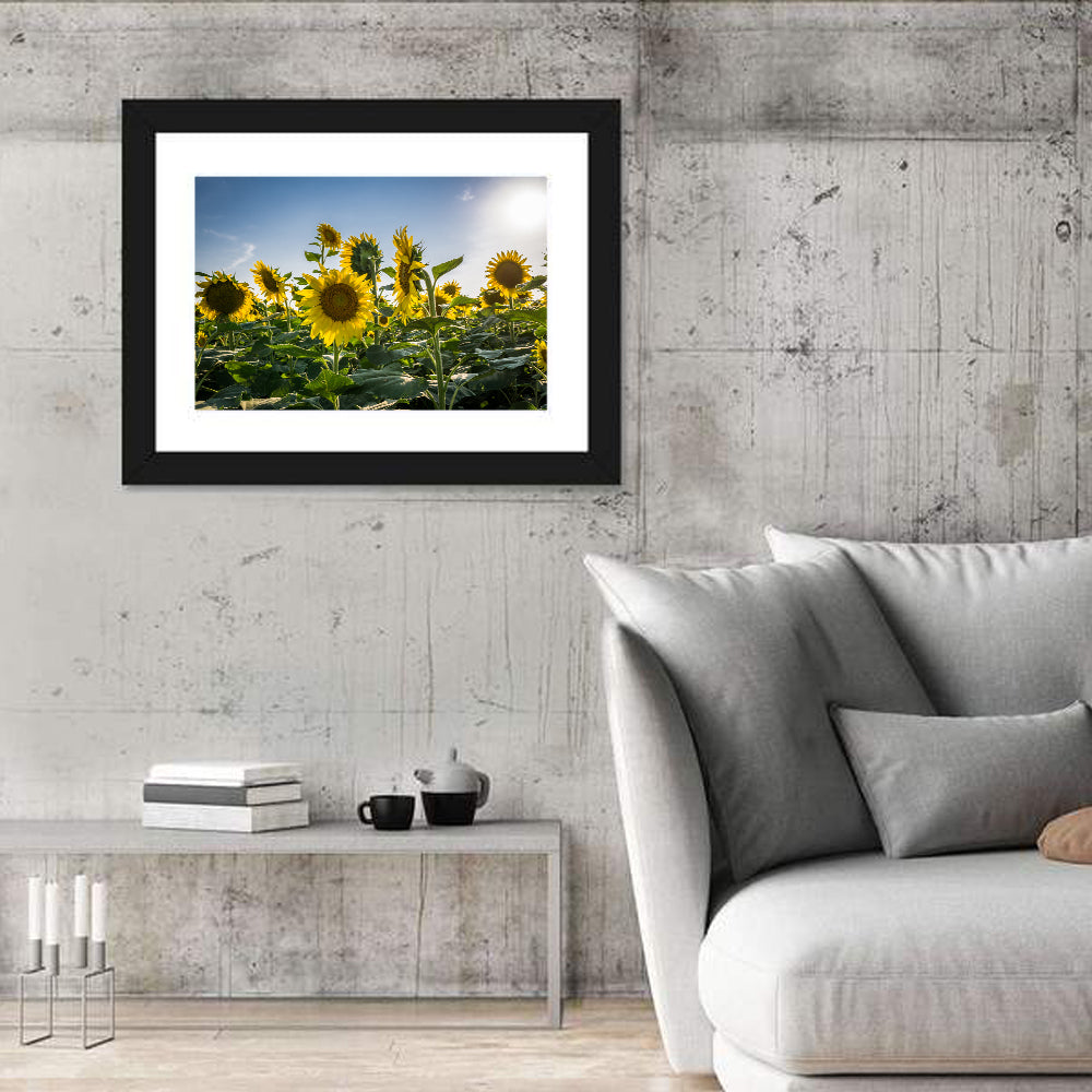 Backlit Sunflower Field Wall Art in a room, landscape