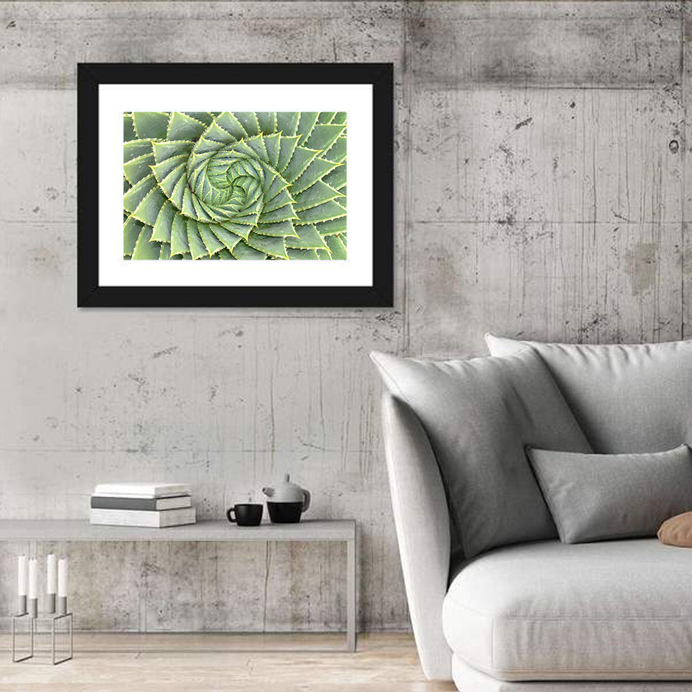 Spiral Aloe Close-up Wall Art