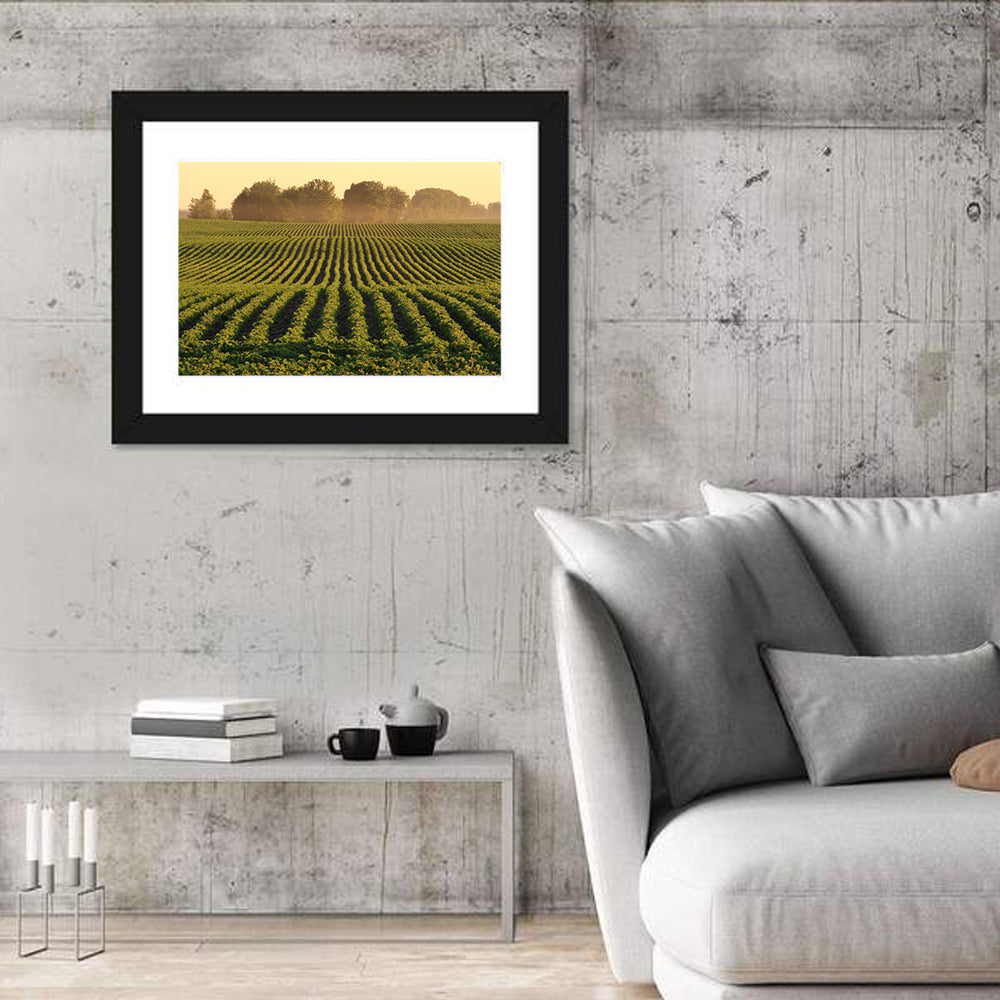 Misty Soybean Field at Dusk Wall Art