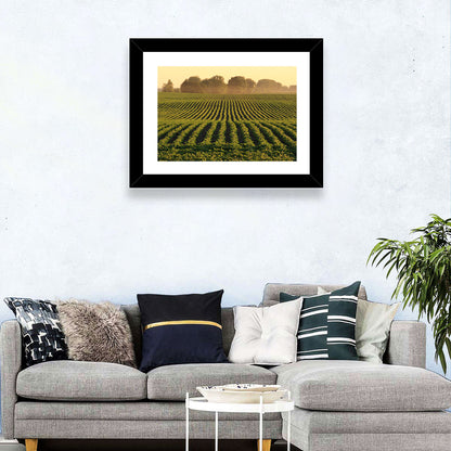 Misty Soybean Field at Dusk Wall Art