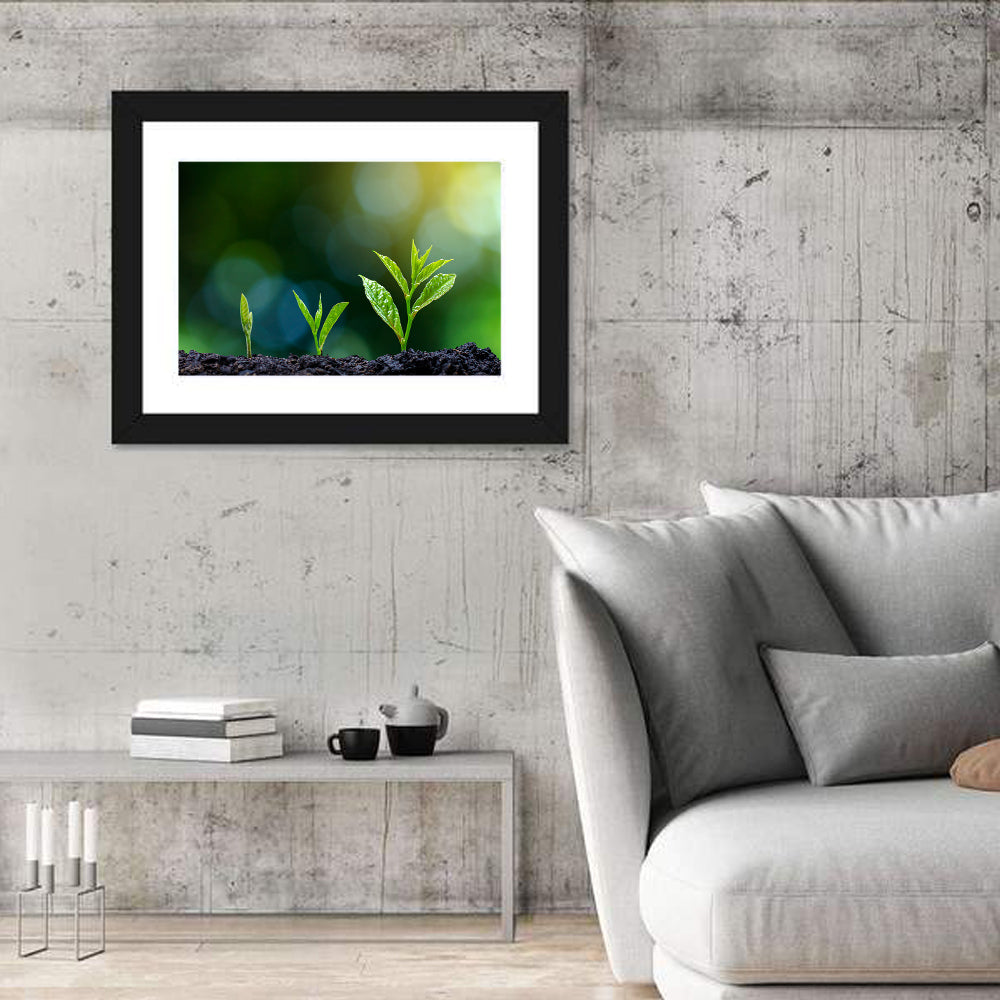 Seedling Growth Stages Wall Art in a room, landscape