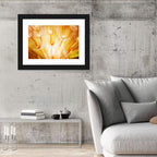 Golden Hour Dandelion Seed Macro Abstract Wall Art
