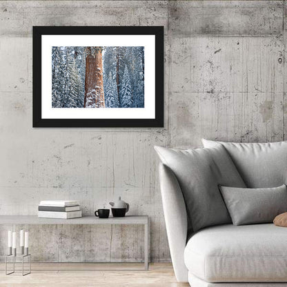 Winter Giant Sequoia in Snowy Forest Wall Art