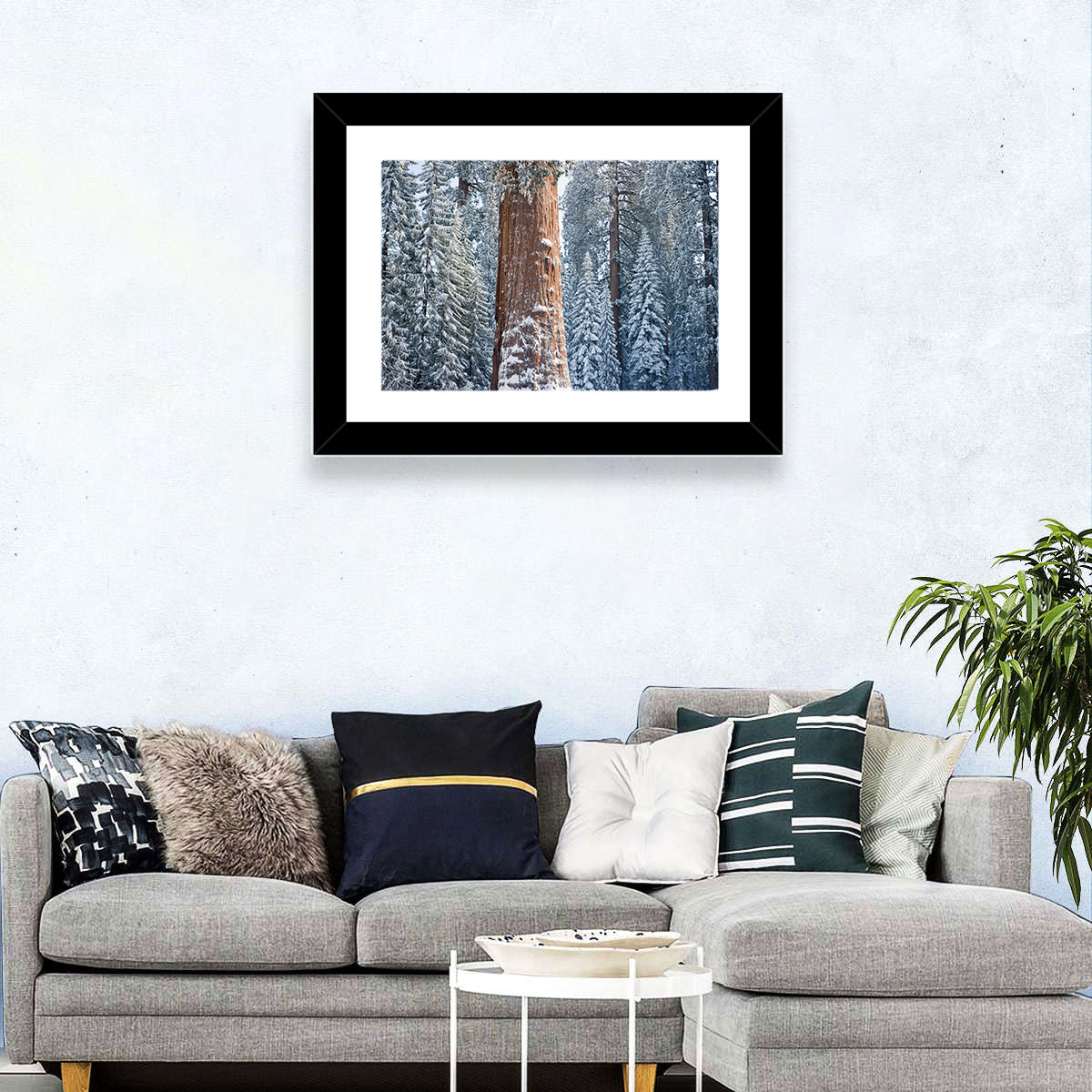 Winter Giant Sequoia in Snowy Forest Wall Art in a room, landscape