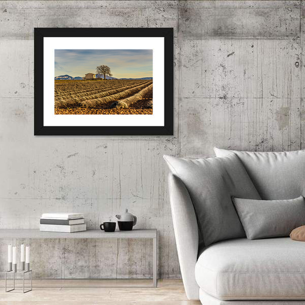 Rustic Provence Lavender Rows at Golden Hour Wall Art