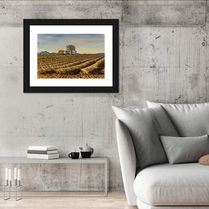 Rustic Provence Lavender Rows at Golden Hour Wall Art