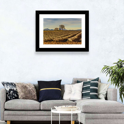 Rustic Provence Lavender Rows at Golden Hour Wall Art