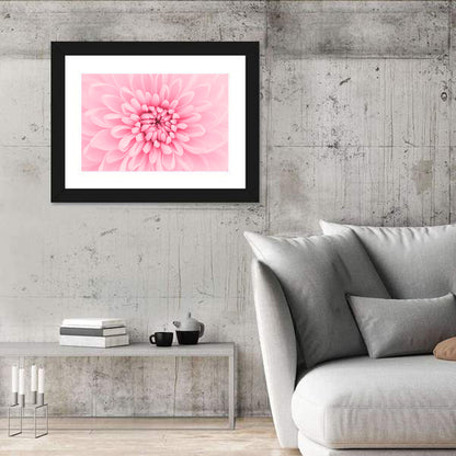 Pink Chrysanthemum Close-up Wall Art
