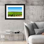 Sunlit Vineyard Rows Wall Art