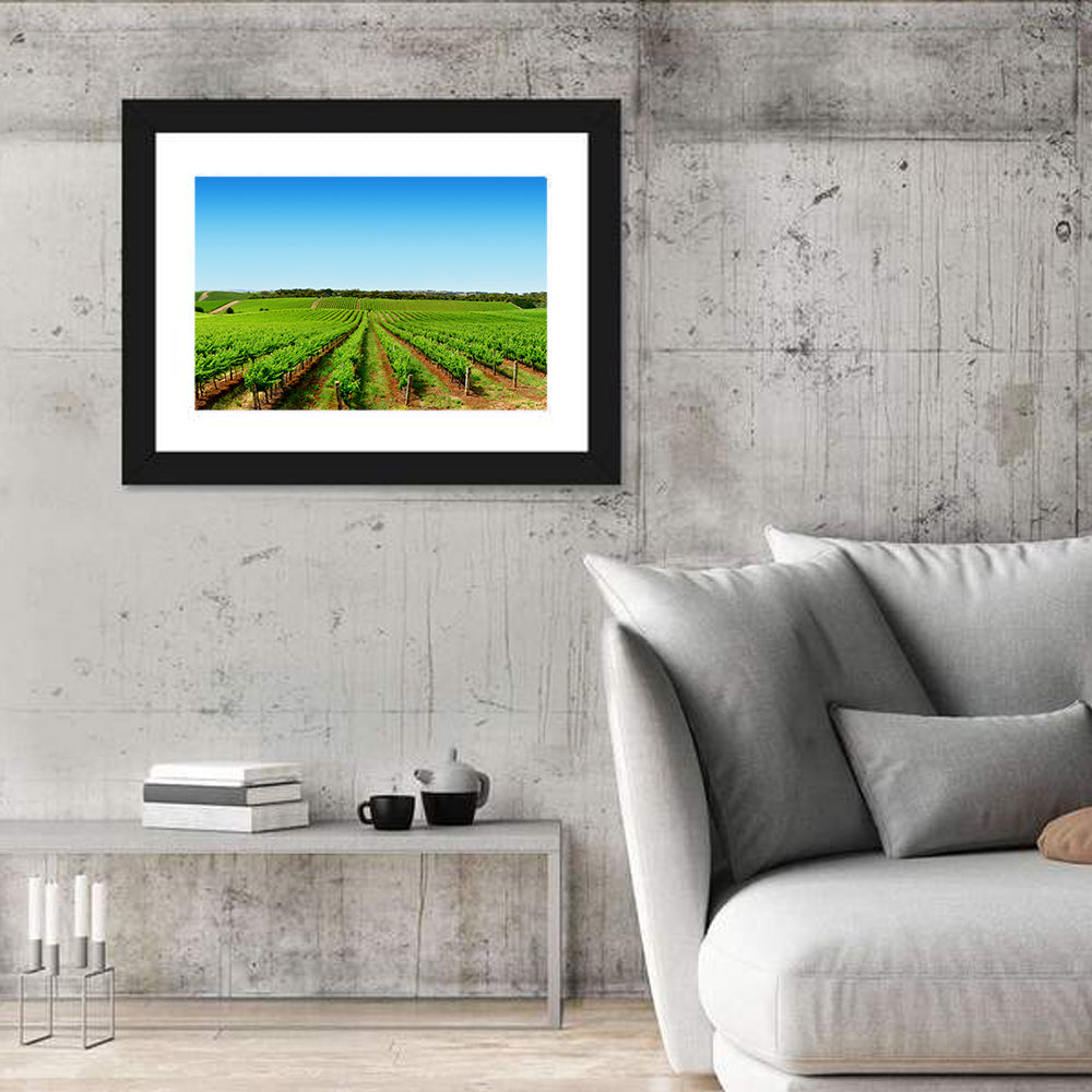 Sunlit Vineyard Rows Wall Art
