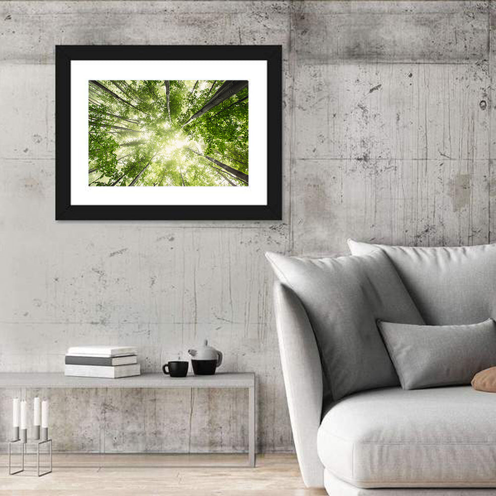Spring Canopy in Morning Mist Wall Art