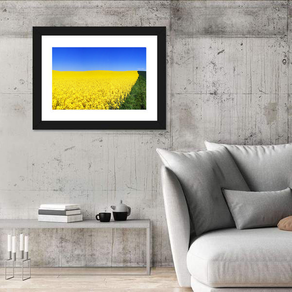 Sunlit Rapeseed Field Wall Art
