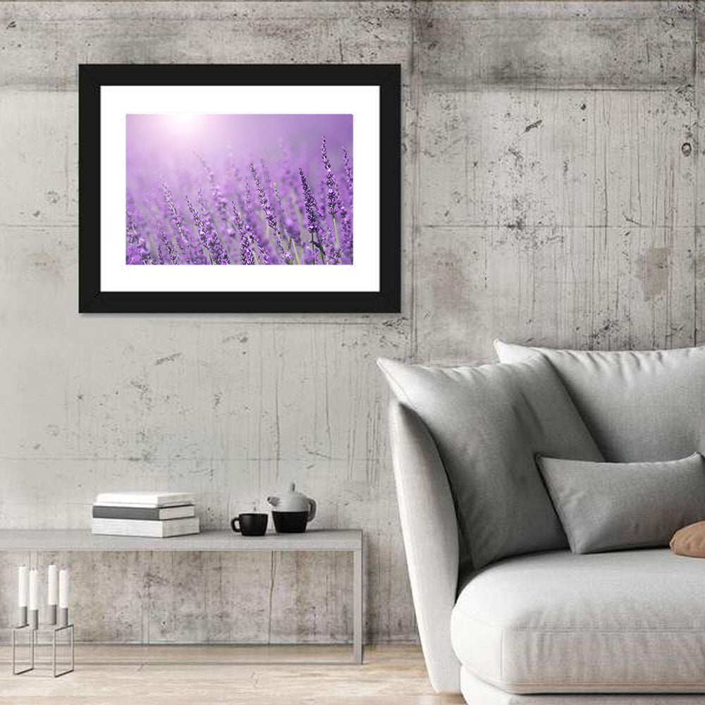Sunlit Lavender Field Wall Art
