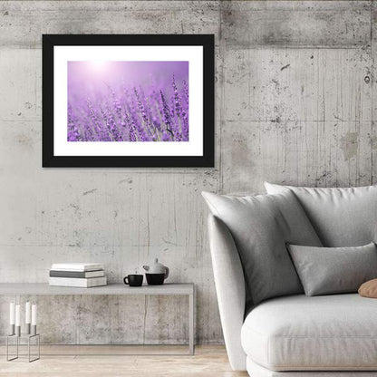 Sunlit Lavender Field Wall Art