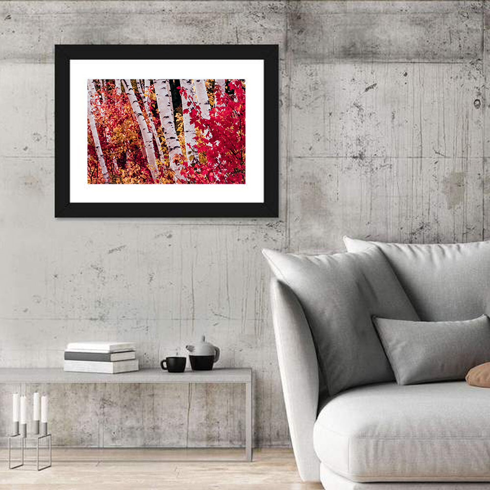 Autumn Birches with Crimson Maples Wall Art