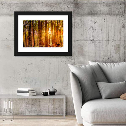 Golden Hour Redwood Sunburst Wall Art