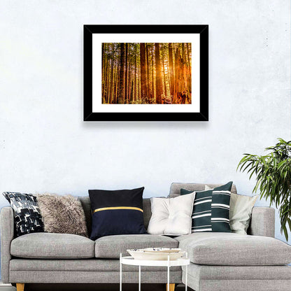 Golden Hour Redwood Sunburst Wall Art