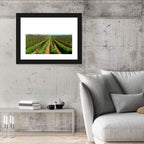 Tomato Fields Wall Art