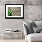 Cannabis Leaf on Weathered Wood Wall Art