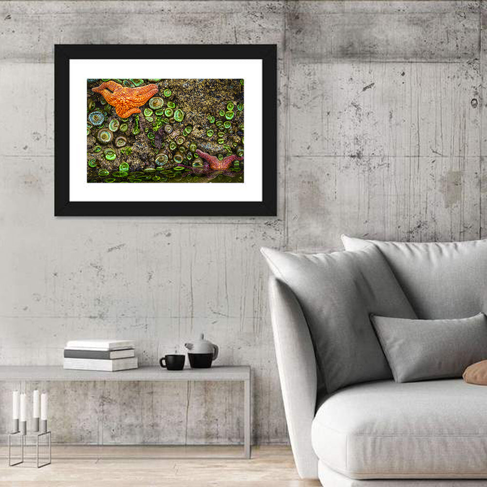 Orange Starfish Tide Pool Wall Art in a room, landscape