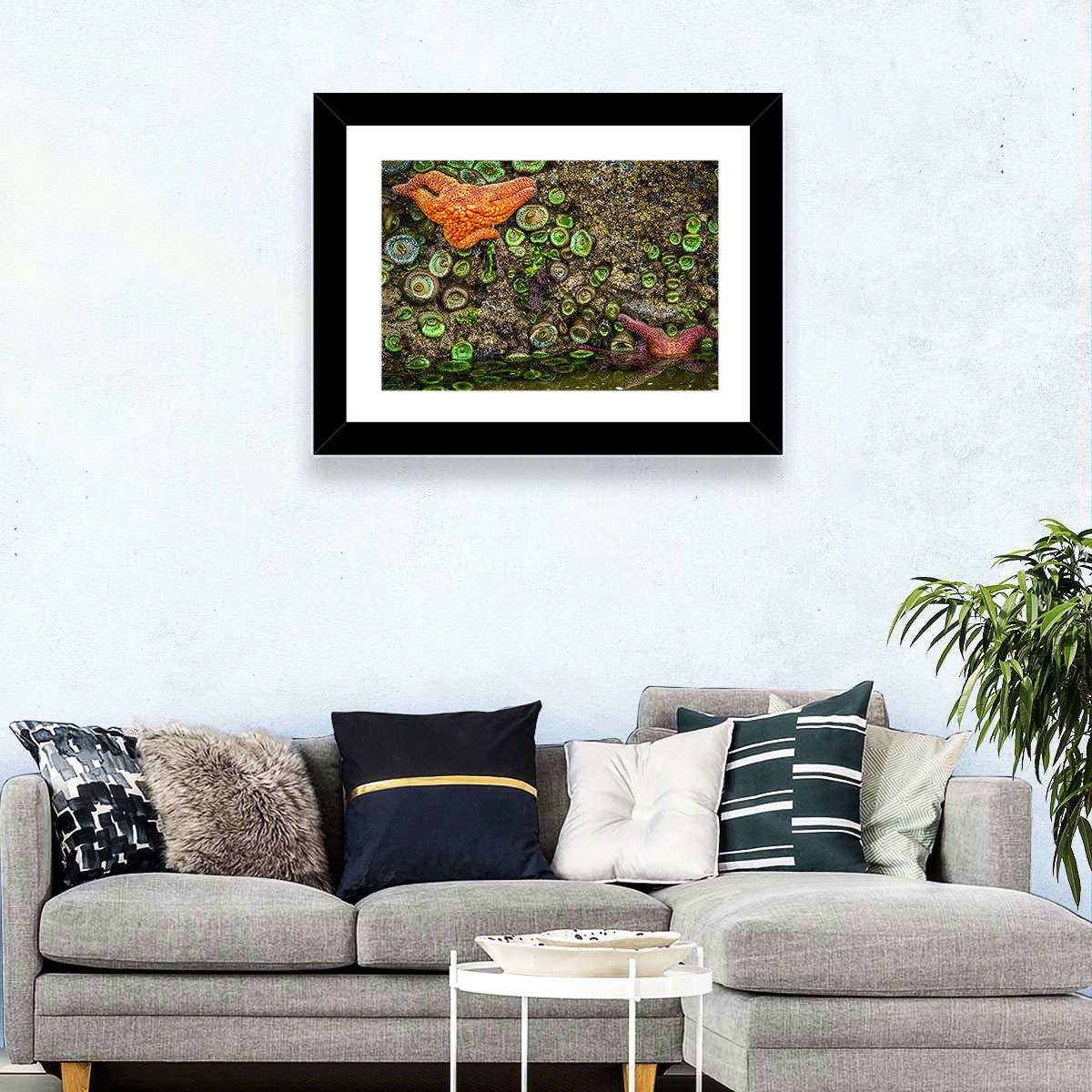 Orange Starfish Tide Pool Wall Art