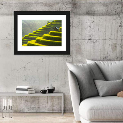 Golden Rice Terraces Wall Art