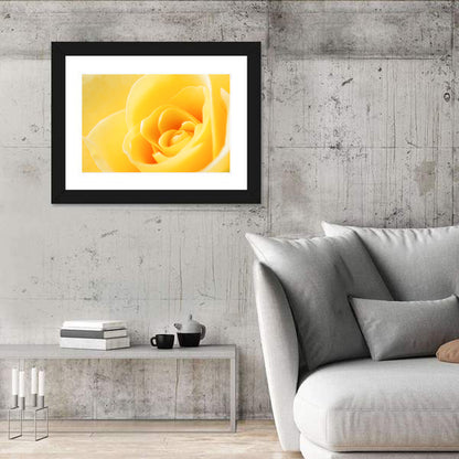 Soft-lit Yellow Rose Close-up Wall Art