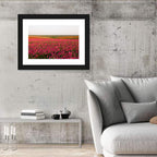 Pink Ranunculus Flower Field Wall Art