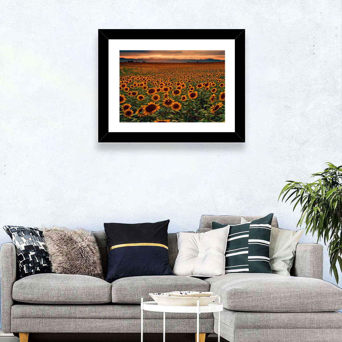 Colorado Sunflower Field at Sunset Wall Art