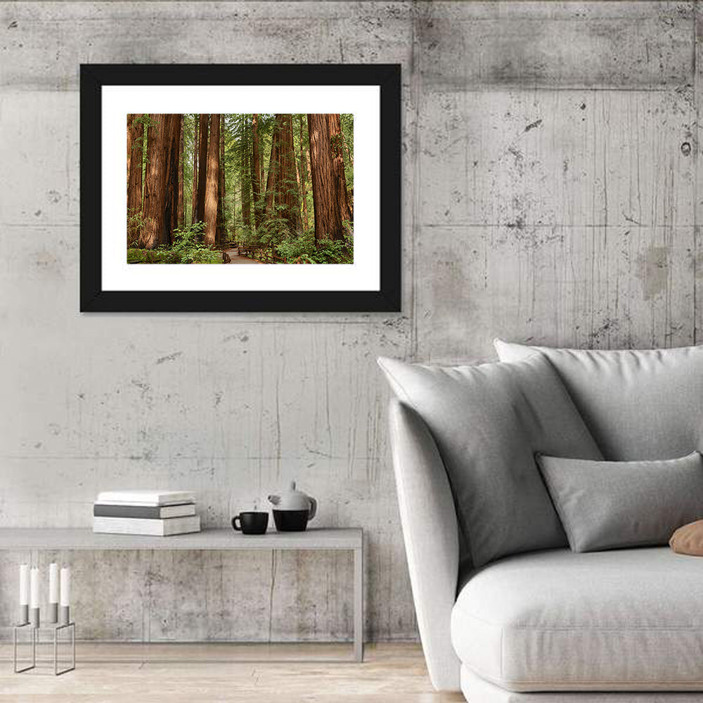 Muir Woods Redwood Trail Wall Art in a room, landscape