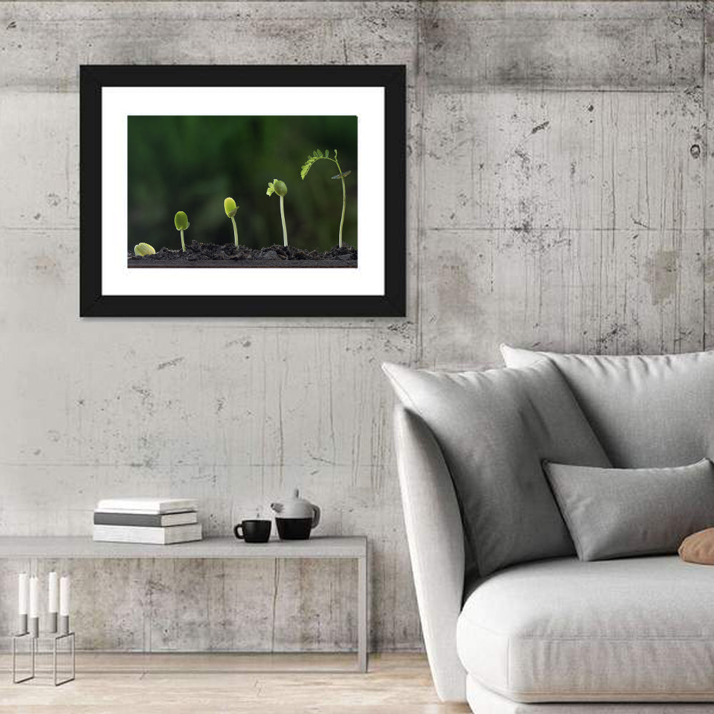 Five-stage Plant Growth Wall Art