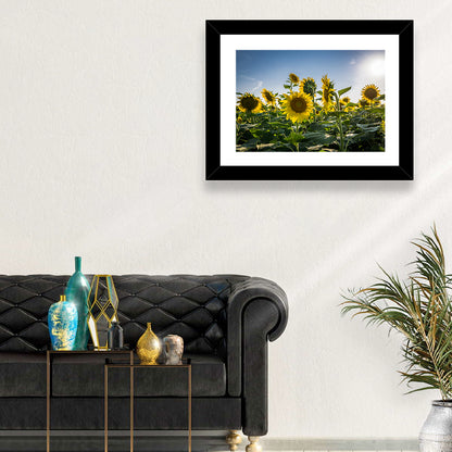Backlit Sunflower Field Wall Art