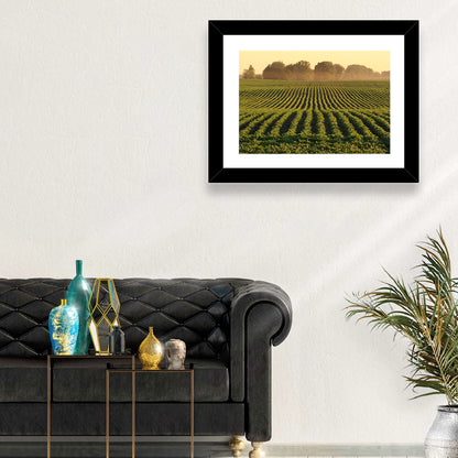Misty Soybean Field at Dusk Wall Art