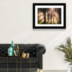 Sunrise Through Misty Forest Wall Art