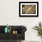 Autumn Forest Canopy Looking Up Wall Art